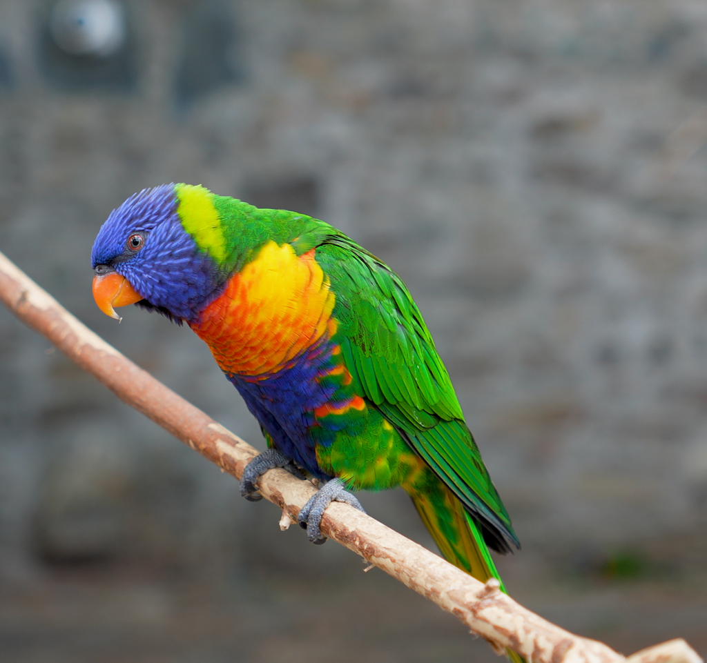 Vogelburg